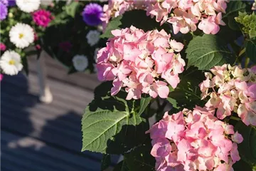 Hortensien im Garten – hübsch und pflegeleicht Hortensien im Garten – hübsch und pflegeleicht