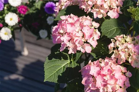 Hortensien im Garten – hübsch und pflegeleicht Hortensien im Garten – hübsch und pflegeleicht