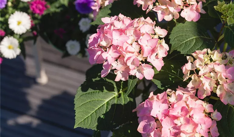Hortensien im Garten – hübsch und pflegeleicht