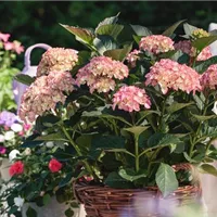 Viel Wasser für Hortensien im Garten  Viel Wasser für Hortensien im Garten