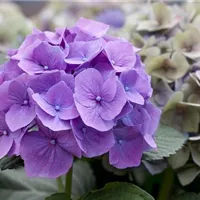 Hortensien im Garten pflegen Hortensien im Garten pflegen