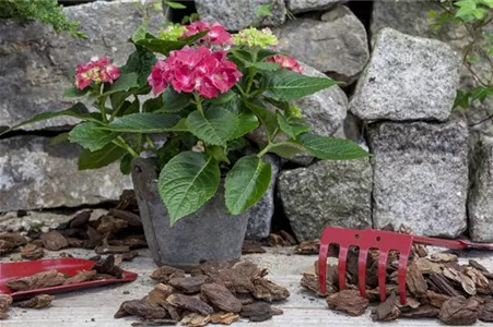 Hortensien im Kübel – richtig pflanzen und pflegen Hortensien im Kübel – richtig pflanzen und pflegen