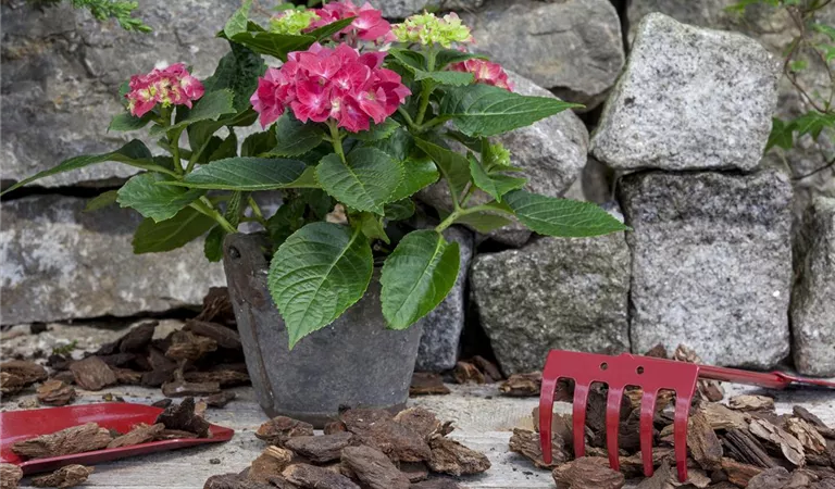 Hortensien im Kübel – richtig pflanzen und pflegen