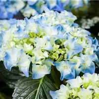 Den richtigen Standort für Hortensien im Kübel Den richtigen Standort für Hortensien im Kübel