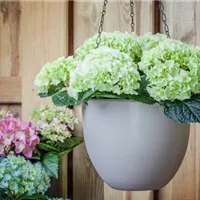 Die richtige Grundlage für Hortensien im Kübel Die richtige Grundlage für Hortensien im Kübel