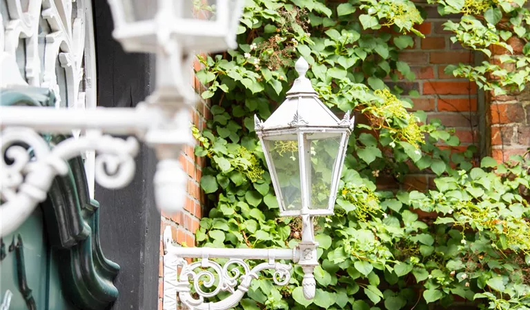 Kletterhortensien zurückschneiden - Tipps und Tricks