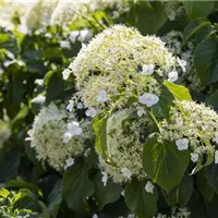 Erziehung muss auch bei Kletterhortensien sein Erziehung muss auch bei Kletterhortensien sein