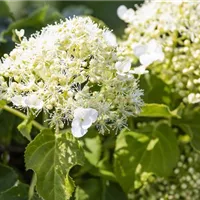 Kletterhortensien richtig zurückschneiden Kletterhortensien richtig zurückschneiden