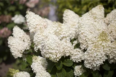 Rispenhortensien – einmal gepflanzt ein wahrer Hingucker Rispenhortensien – einmal gepflanzt ein wahrer Hingucker