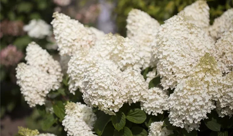 Rispenhortensien – einmal gepflanzt ein wahrer Hingucker