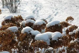 Hortensien im Winter richtig pflegen und schützen