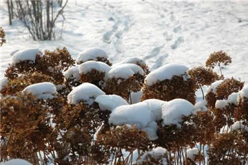 Hortensien im Winter richtig pflegen und schützen Hortensien im Winter richtig pflegen und schützen