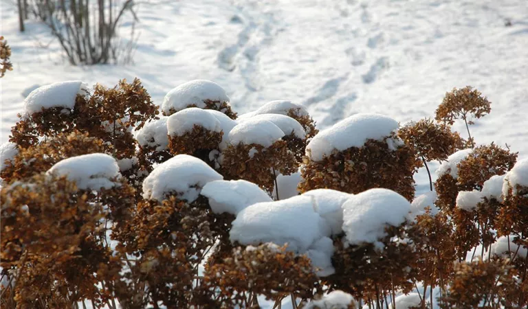 Hortensien im Winter richtig pflegen und schützen