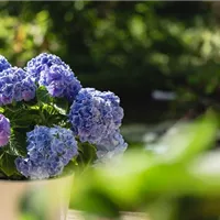 Hortensien im Winter Hortensien im Winter