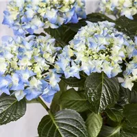 Die Pflege im Herbst für die Hortensien im Winter Die Pflege im Herbst für die Hortensien im Winter