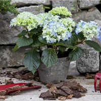 Damit die Hortensien im Winter fit bleiben Damit die Hortensien im Winter fit bleiben