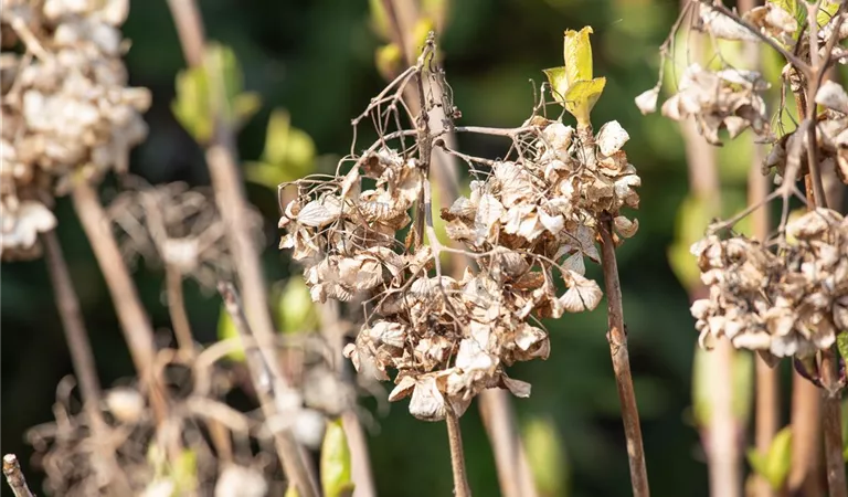 Frühjahrsputz bei Hortensien – alte Blütenstände entfernen