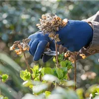 Rückschnitt im Frühling Rückschnitt im Frühling