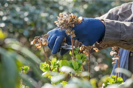 Rückschnitt bei Hortensien – Zeit für eine neue Frisur Rückschnitt bei Hortensien – Zeit für eine neue Frisur