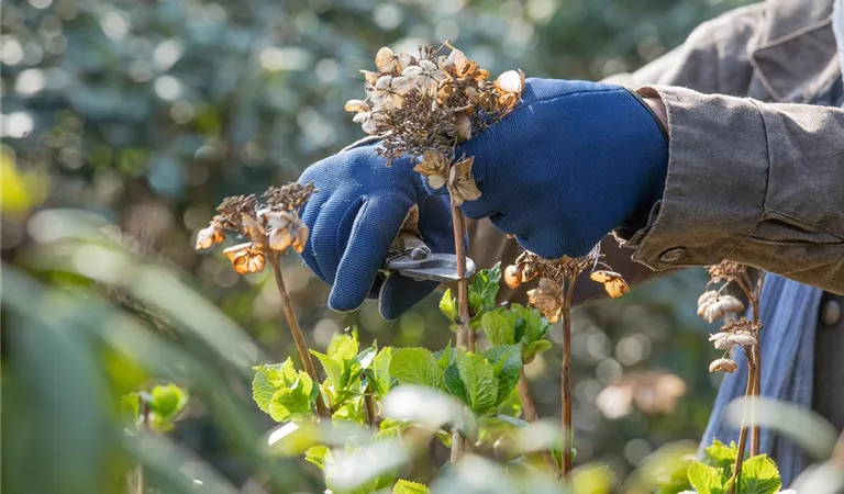 Rückschnitt bei Hortensien – Zeit für eine neue Frisur