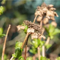 Blüten am laufenden Band Blüten am laufenden Band