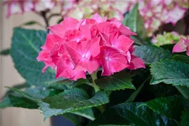 Die wunderbare Welt der Hortensie - Hortensienarten im Überblick Die wunderbare Welt der Hortensie - Hortensienarten im Überblick