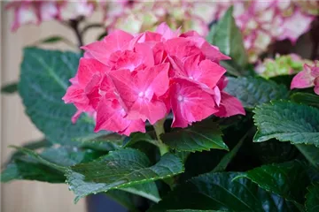 Die wunderbare Welt der Hortensie - Hortensienarten im Überblick Die wunderbare Welt der Hortensie - Hortensienarten im Überblick