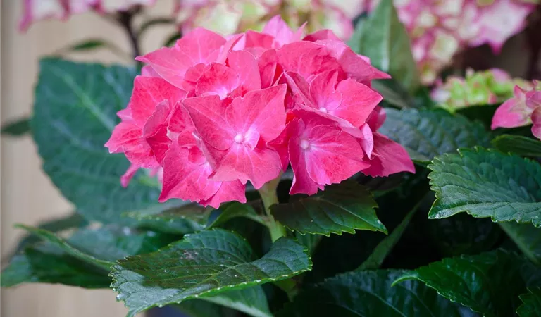 Die wunderbare Welt der Hortensie - Hortensienarten im Überblick