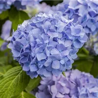 Blüten mit Überraschungseffekt Blüten mit Überraschungseffekt