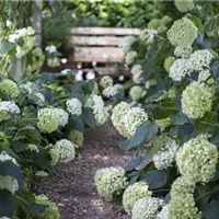 Winterharte Hortensienarten Winterharte Hortensienarten