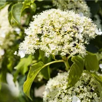 Hortensienarten und ihre Besonderheiten Hortensienarten und ihre Besonderheiten