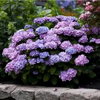 Winterschutz für Hortensien - so ist es richtig Winterschutz für Hortensien - so ist es richtig