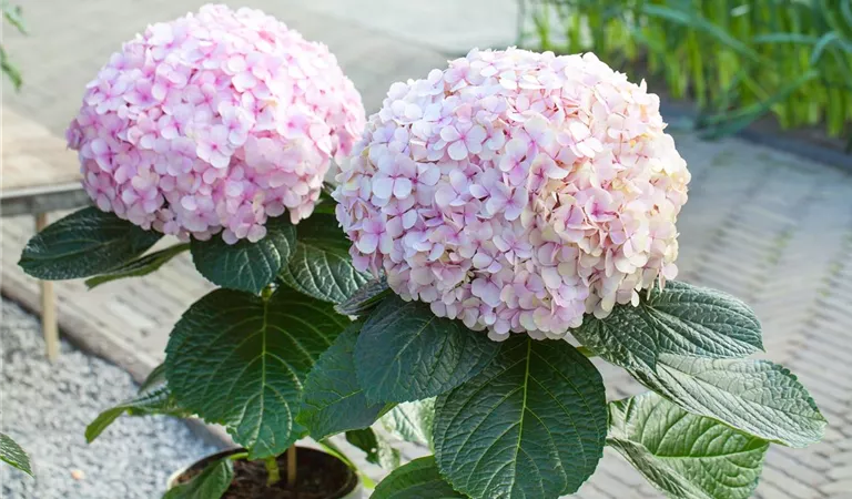 Winterschutz für Hortensien - Tipps & Tricks