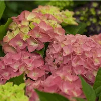 Guter Winterschutz für Hortensien Guter Winterschutz für Hortensien