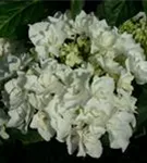 Nahaufnahme weiße Blüten Bauernhortensie Coco