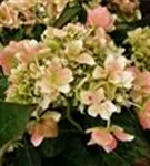 Helle Blüten Bauernhortensie Coco