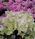 Weiße Bauernhortensie Coco