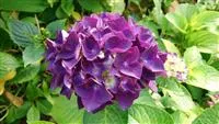 Hydrangea Forever & Ever® 'Purple'