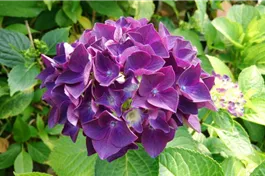 Bauernhortensie Forever & Ever® 'Purple' - Hydrangea Forever & Ever® 'Purple'