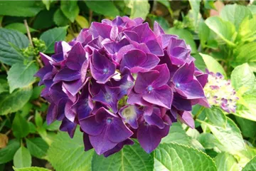 Hydrangea Forever & Ever® 'Purple'