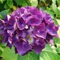Bauernhortensie 'Purple'