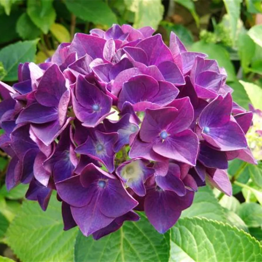 Bauernhortensie 'Purple'