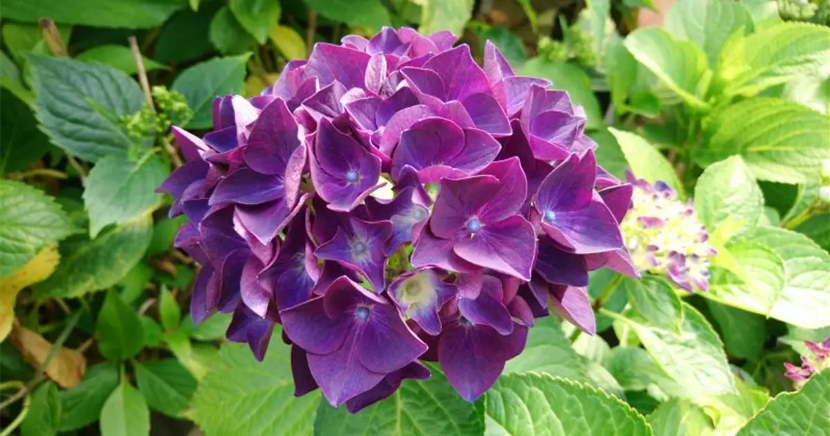 Hydrangea Forever & Ever® 'Purple'