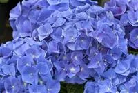 Hydrangea macrophylla 'Jip Blue' Hydrangea macrophylla 'Jip Blue'