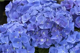 Bauernhortensie 'Jip Blue' - Hydrangea macrophylla 'Jip Blue'