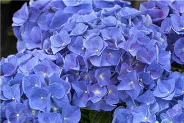Hydrangea macrophylla 'Jip Blue'