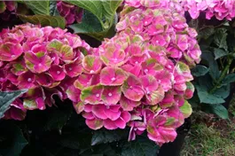 Bauernhortensie 'Magical Amethyst'® rot - Hydrangea macrophylla 'Magical Amethyst'® rot