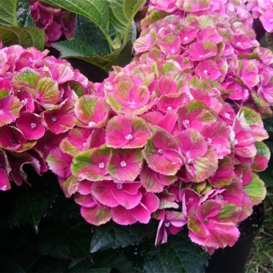 Bauernhortensie 'Magical Amethyst'