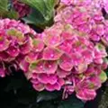 Bauernhortensie 'Magical Amethyst'
