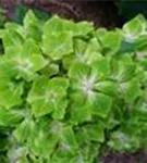 Grüne Blüten Hydrangea macrophylla 'Magical Rhapsody'®